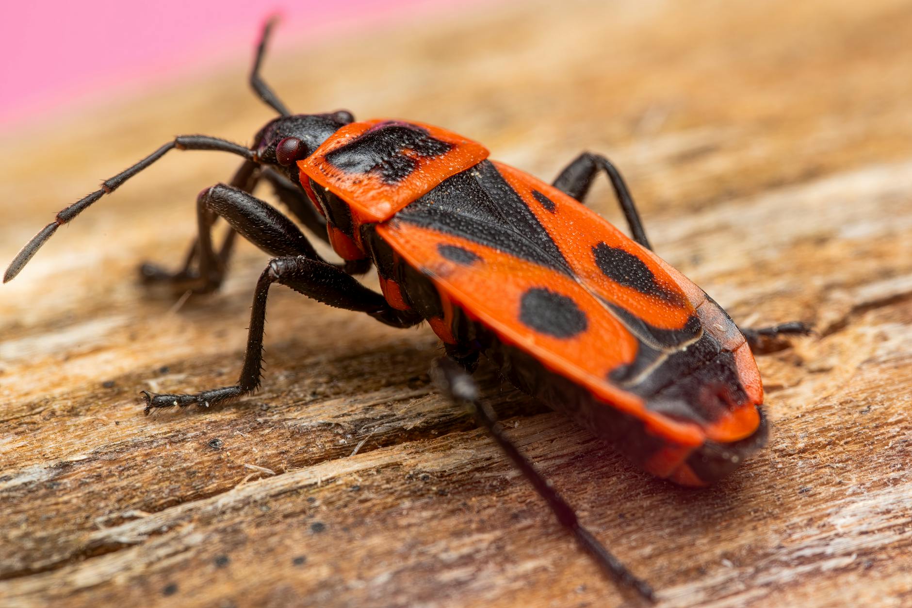 What Basic Identification Documents Are Required to Prove Your Identity?