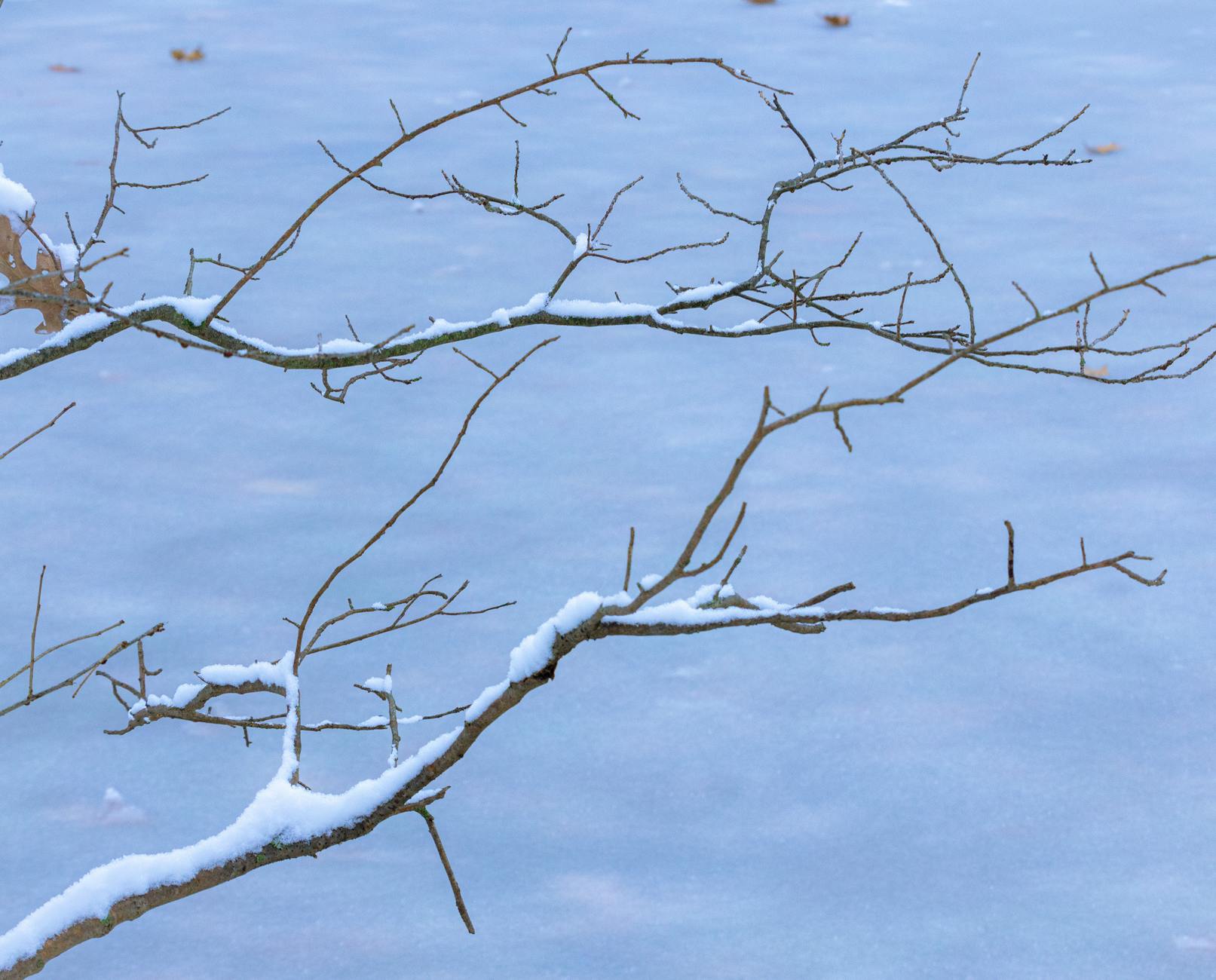 How Are Dormancy Periods Shortening, and Which States Made These Changes?