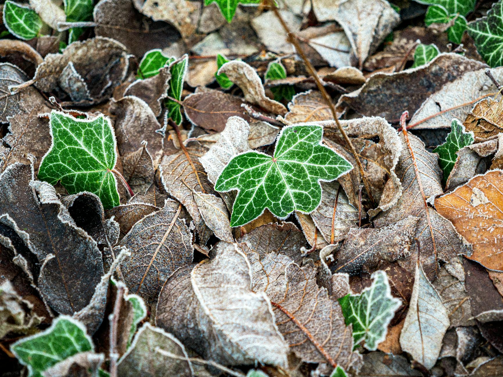 What Are Dormancy Periods and Why Do States Use Them?