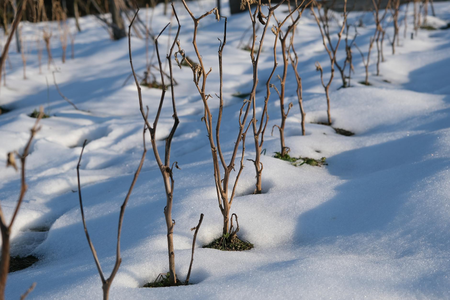 What Counts as Activity to Prevent Dormancy?