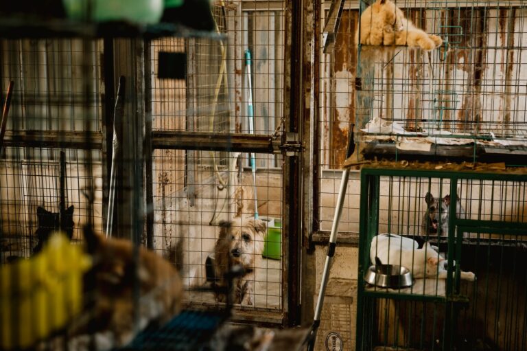 How Animal Rescuers Saved 22 Dogs from Abandoned Property Site - Featured image